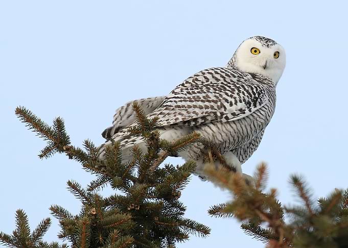 Perfect Perch