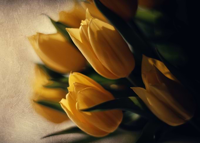 Yellow tulip flowers