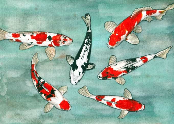 Le ballet des carpes koi