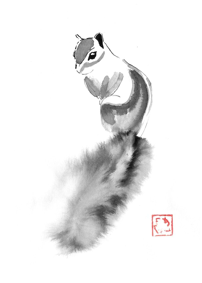 squirel
