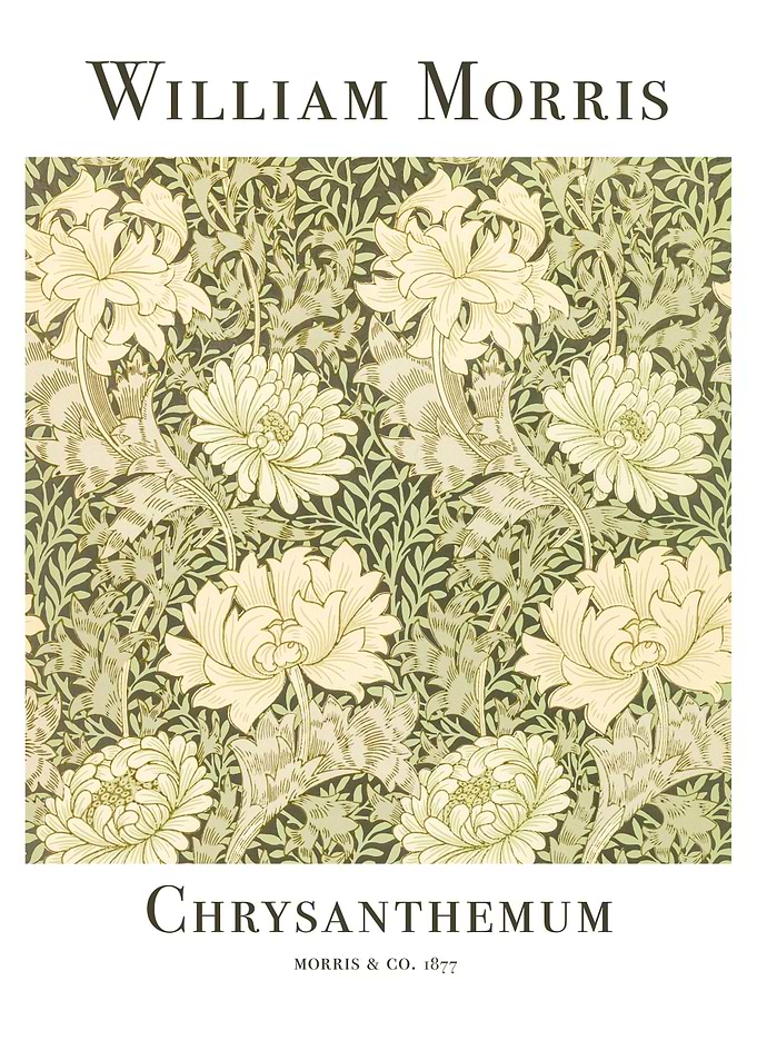 Chrysanthemum