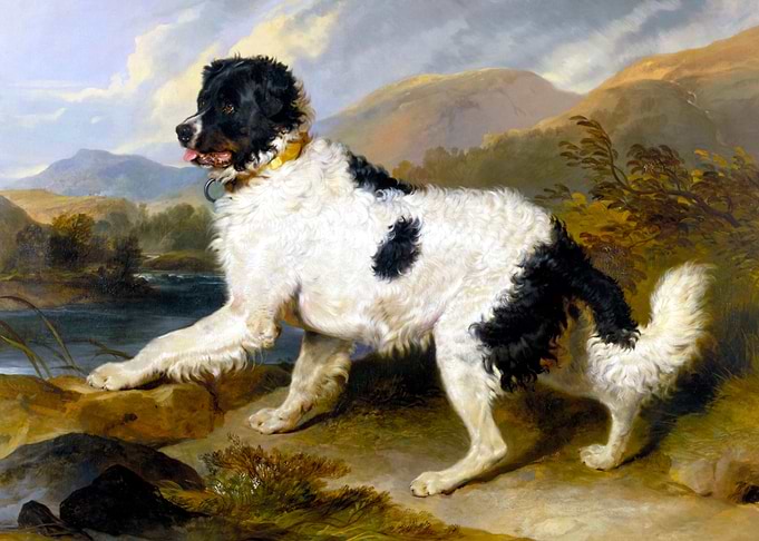 A Newfoundland Dog