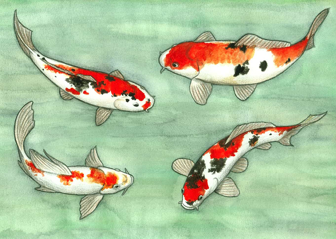La ronde des carpes koi
