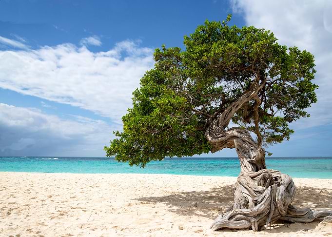 Aruba island tree dividivi