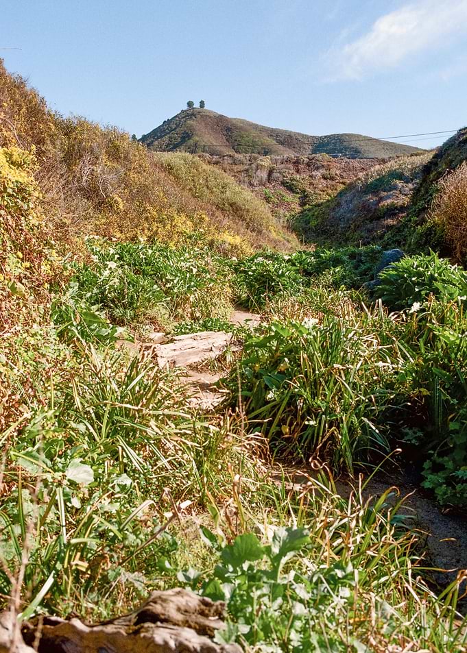Big Sur California Nature