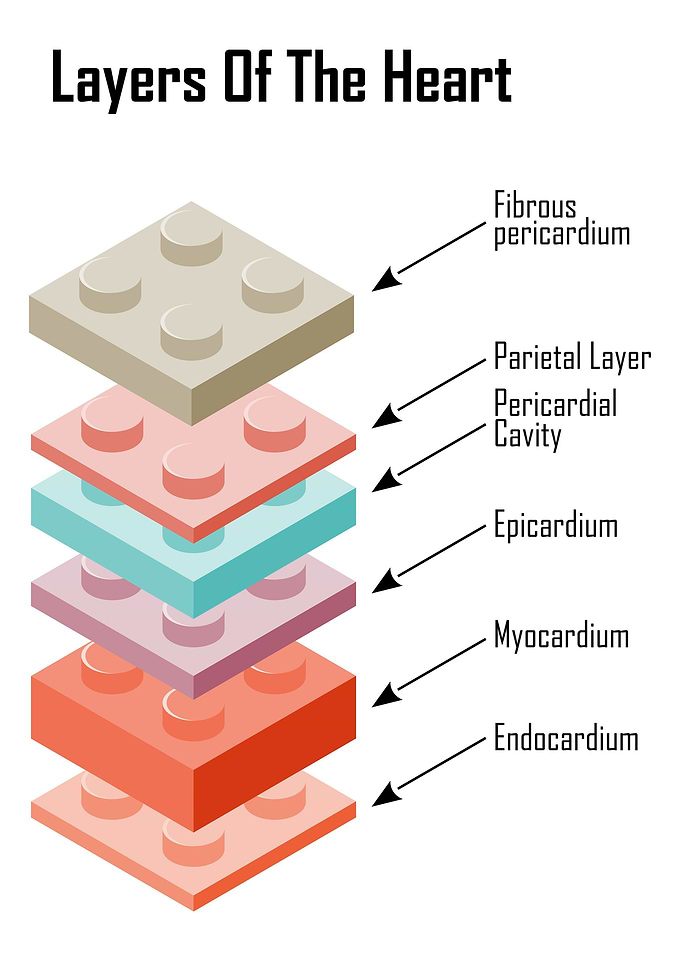 Layers of the Heart