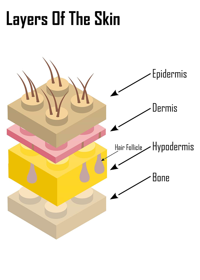 Layers of the Skin