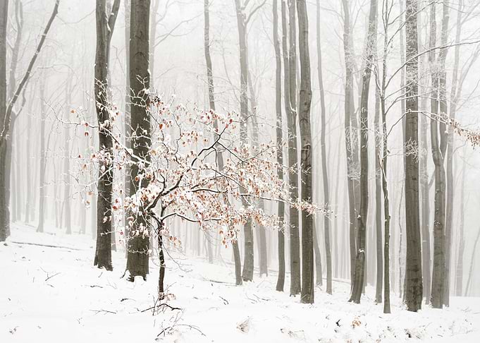 Winter forest in fog