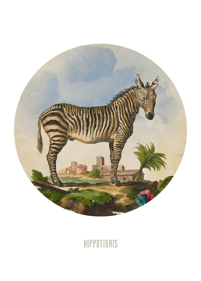 Zebra Print