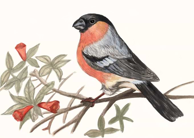 Eurasian bullfinch bird