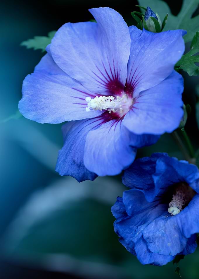 Blue hibiscus flowers