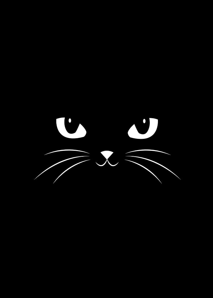 Black cat