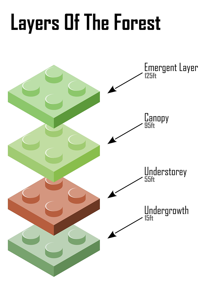 Layers of the Forest