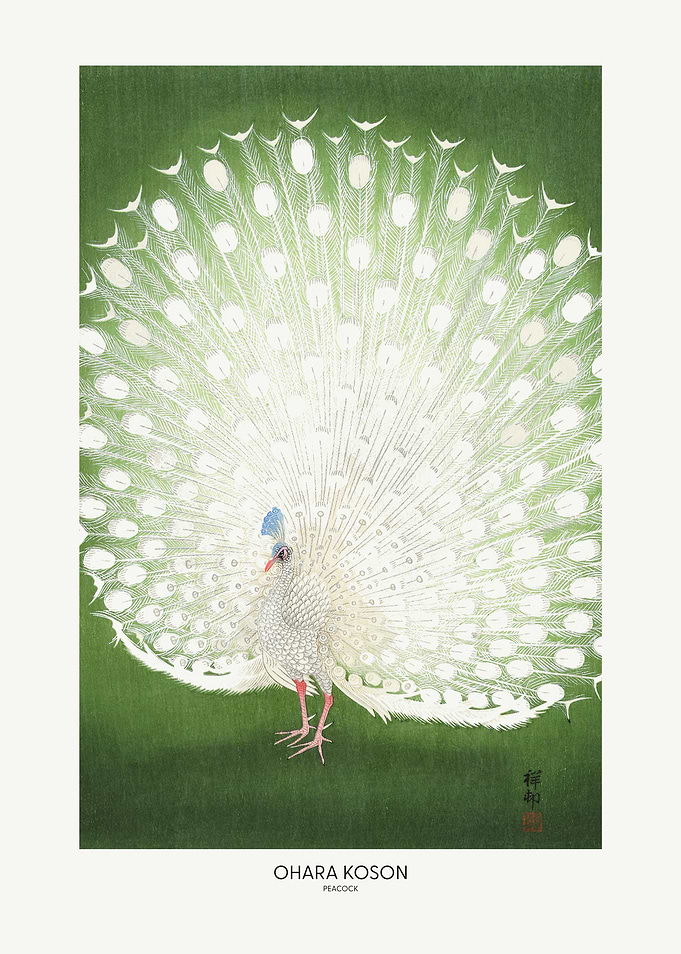 Peacock - Cropped