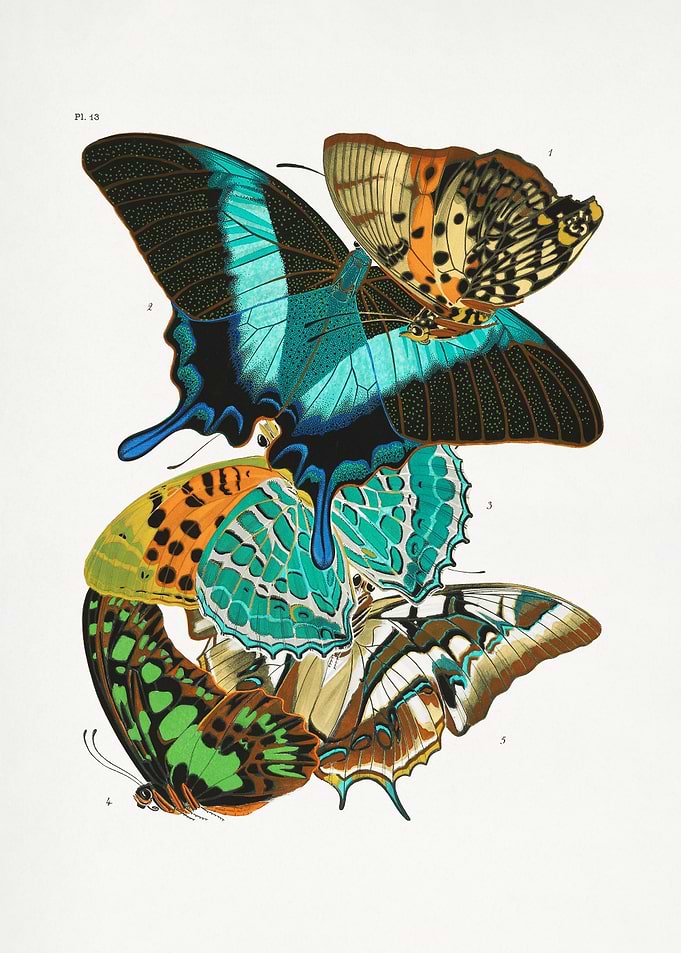 Butterflies 5