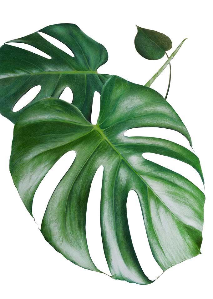Monstera leafs
