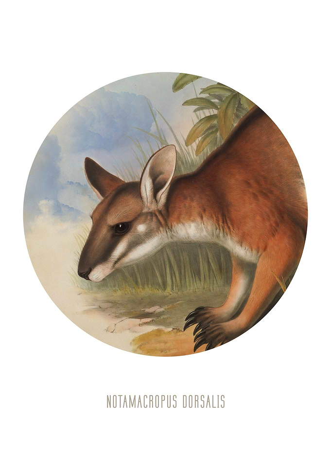 Blackstriped wallaby Print