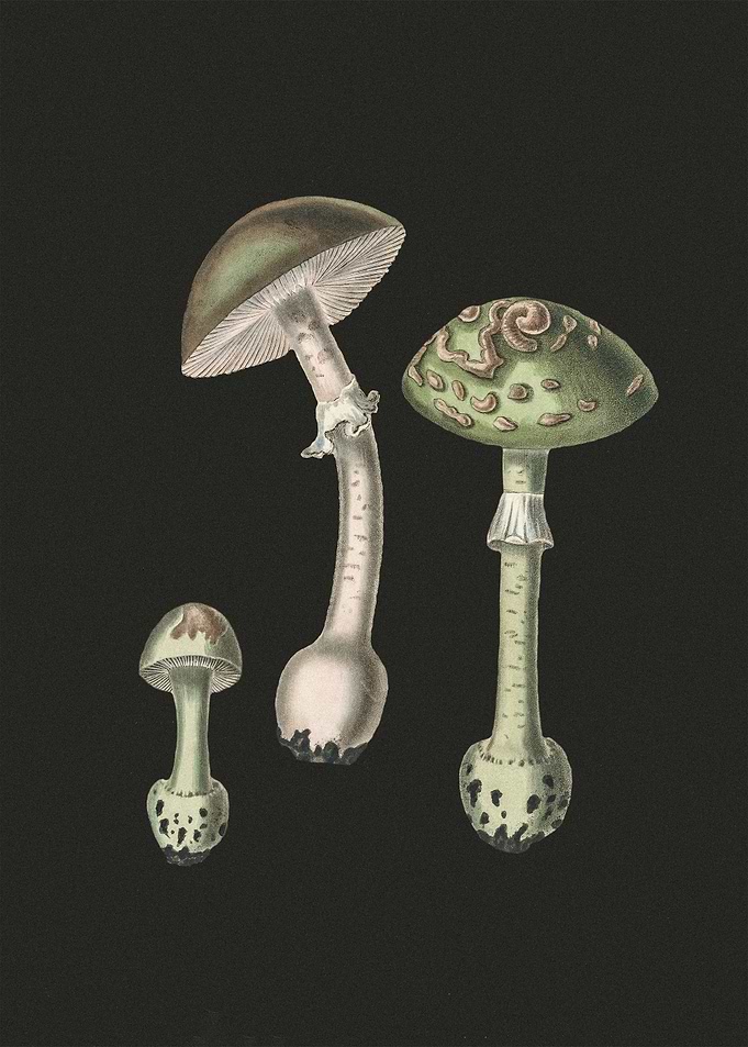 Amanita Muscaria 4