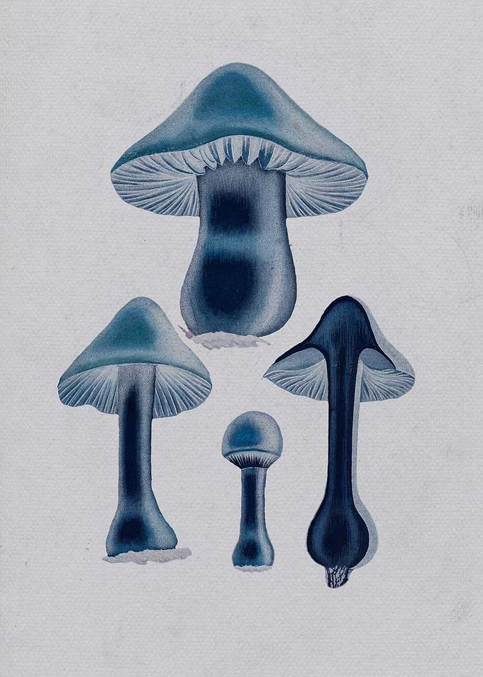 Agaricus Bulbosus 2