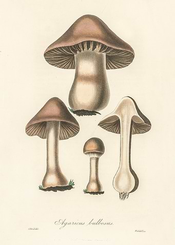 Agaricus Bulbosus 1