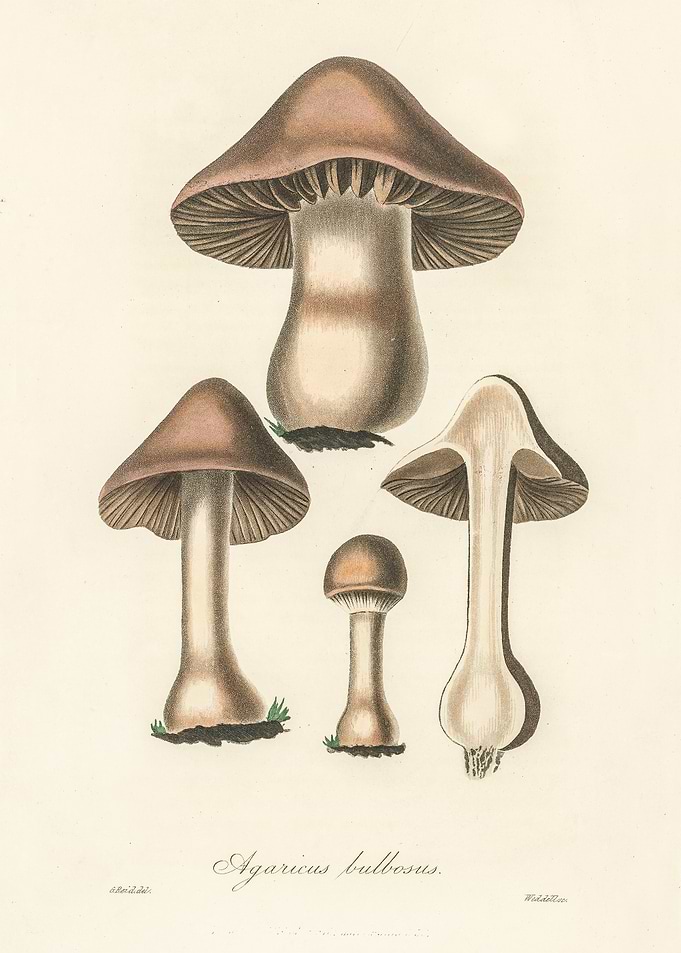 Agaricus Bulbosus 1