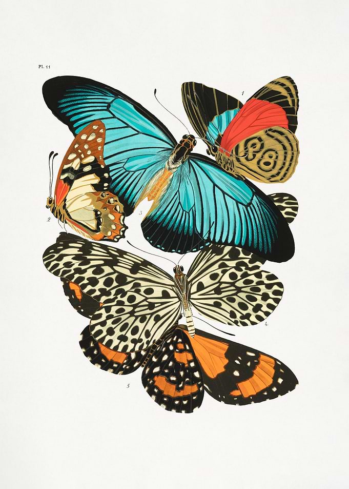Butterflies 1