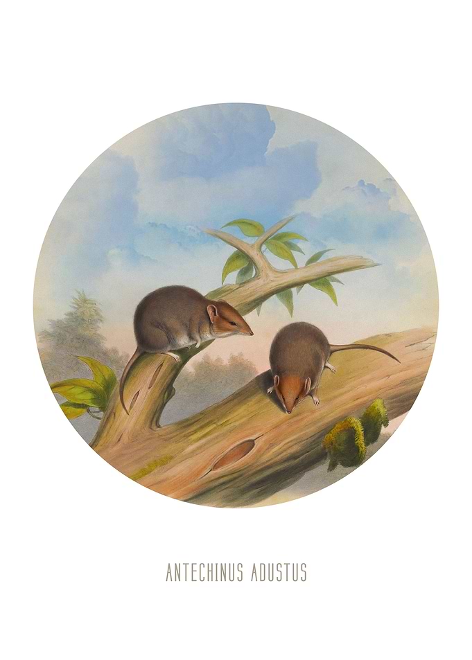 Tropical antechinus Print