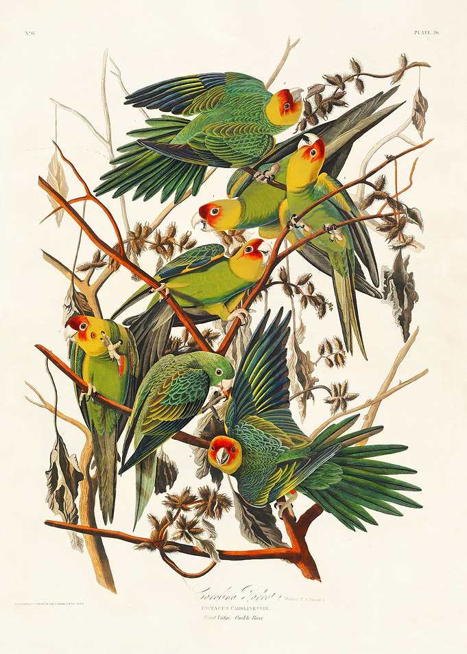 Carolina Parrot
