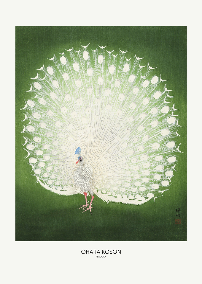 Peacock - Wide