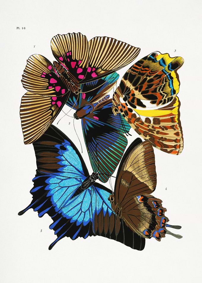 Butterflies 4