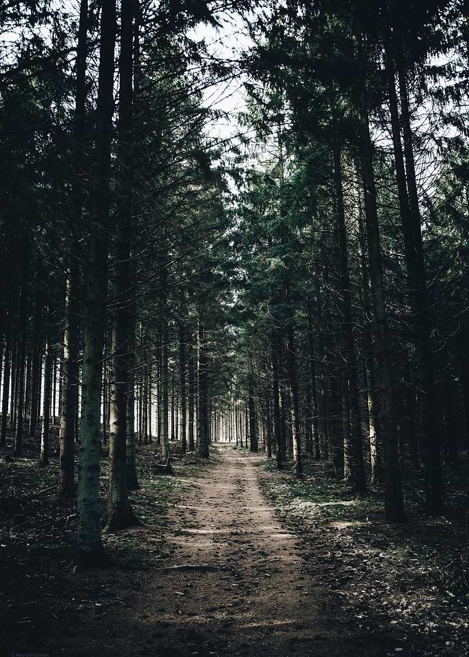 Forest Path