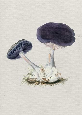 Violet Webcap Mushroom 1