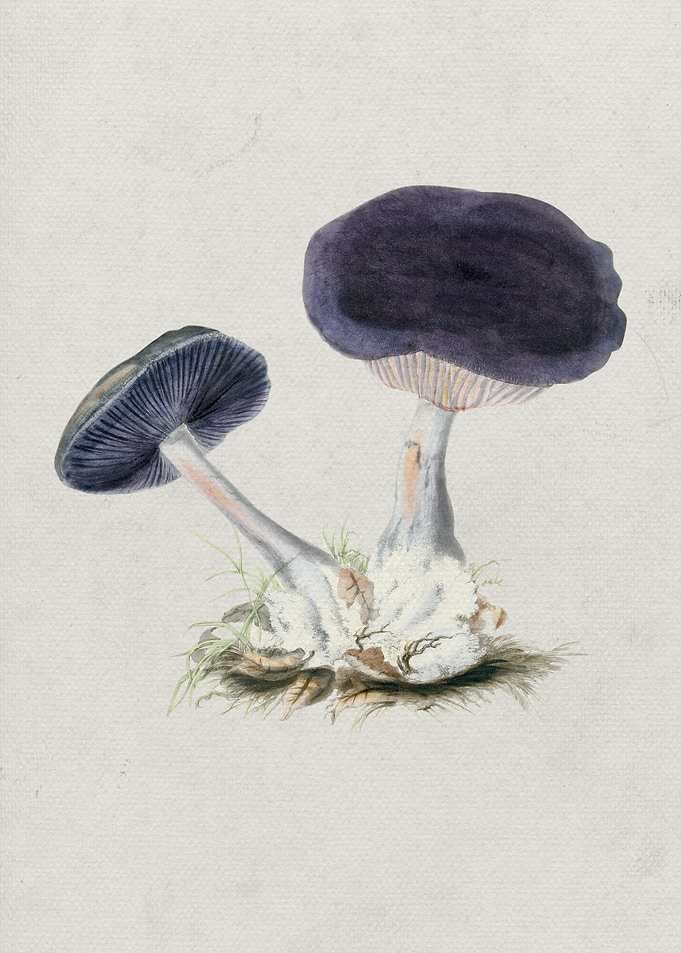 Violet Webcap Mushroom 1