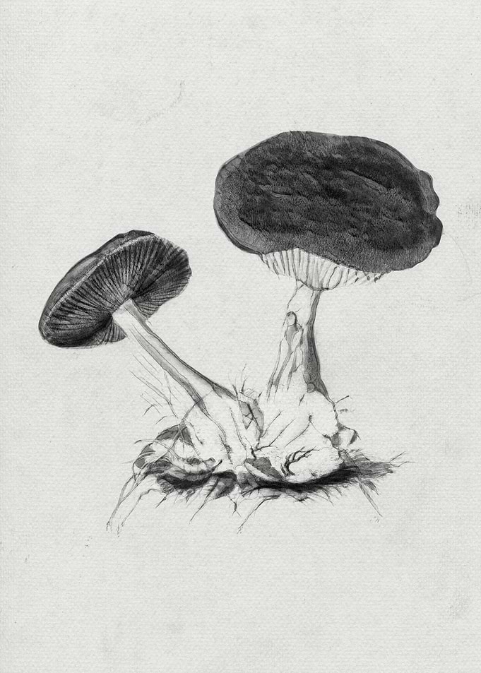 Violet Webcap Mushroom 4