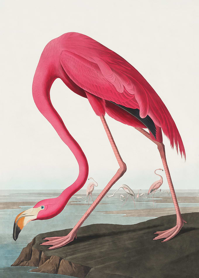 Pink Flamingo