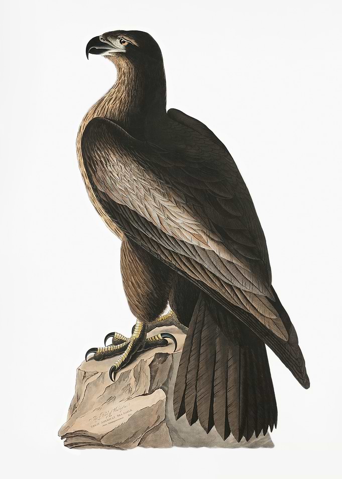 Great American Sea Eagle
