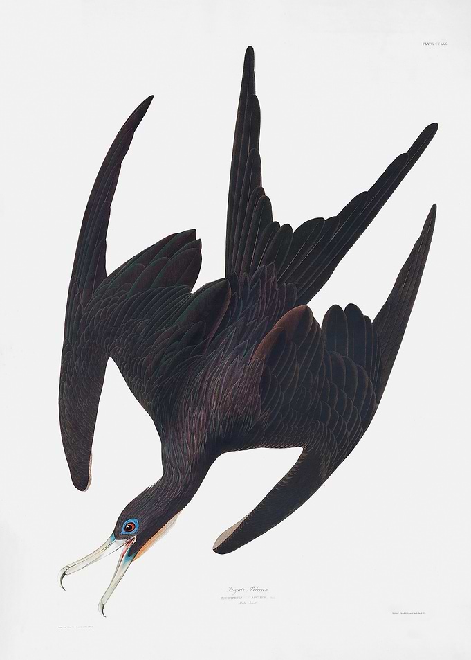 Frigate Pelican