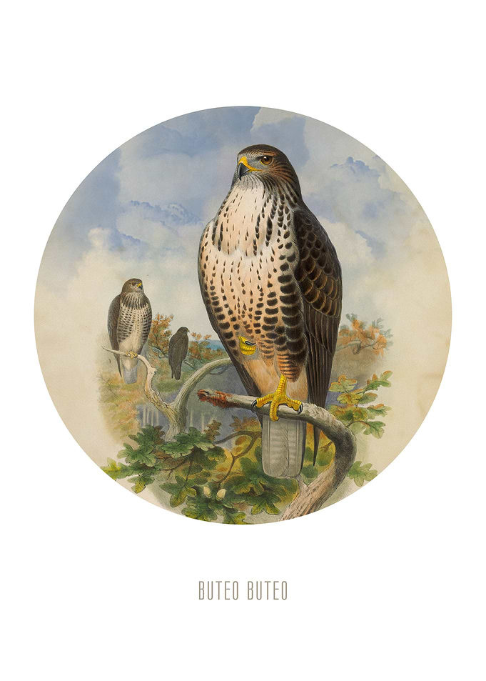 Common Buzzard Print