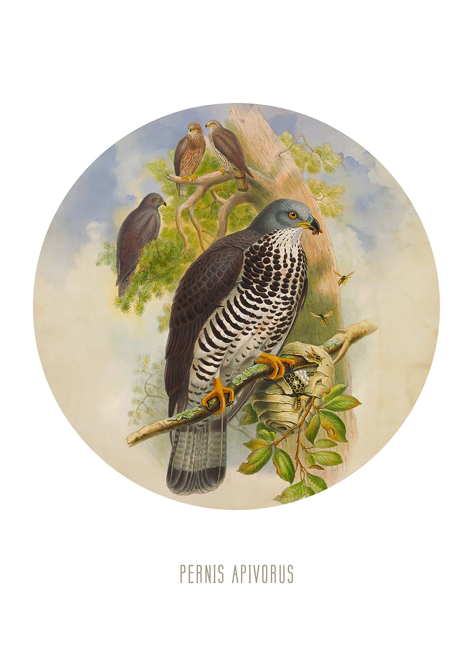 European honey buzzard