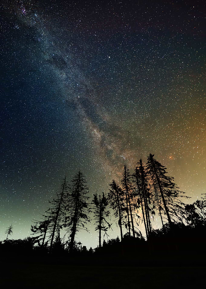 Forest Dawn cosmos