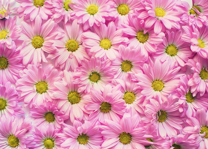 Pink Petaled Flowers