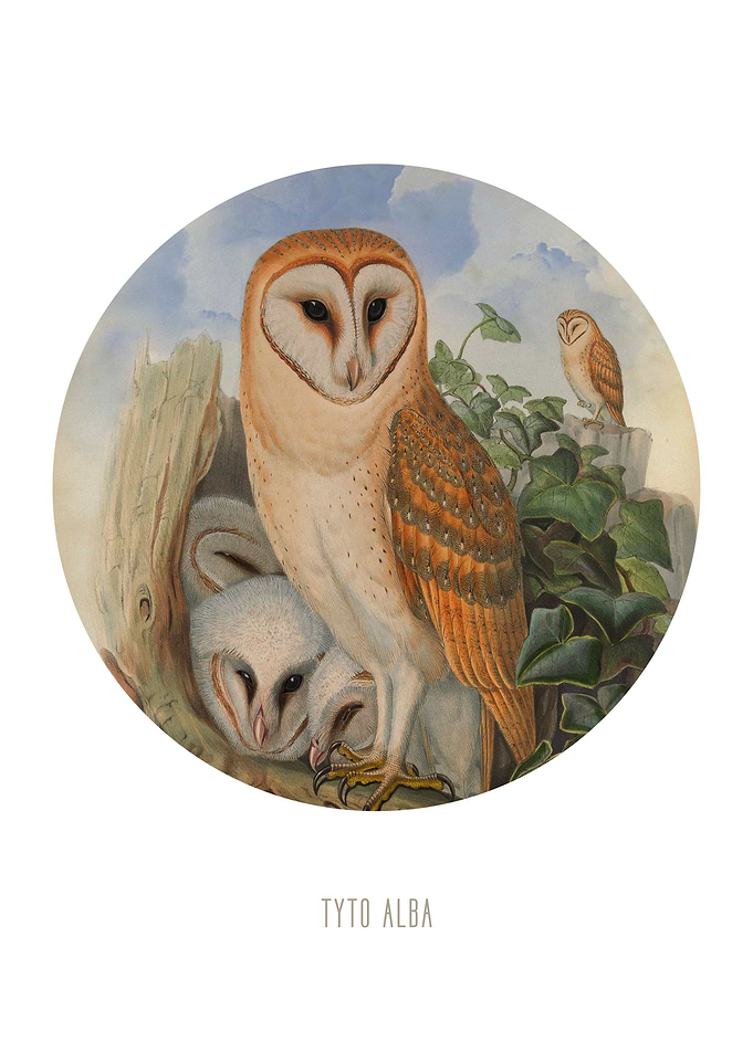 Barn owl print
