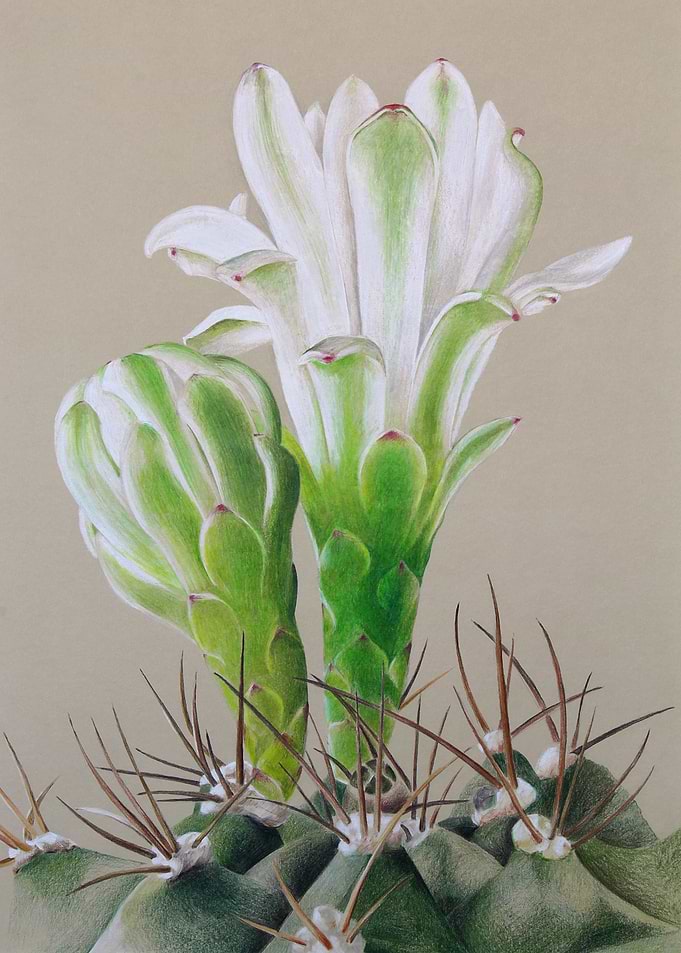 Blooming cactus