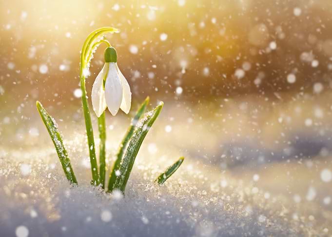 snowdrop under snow
