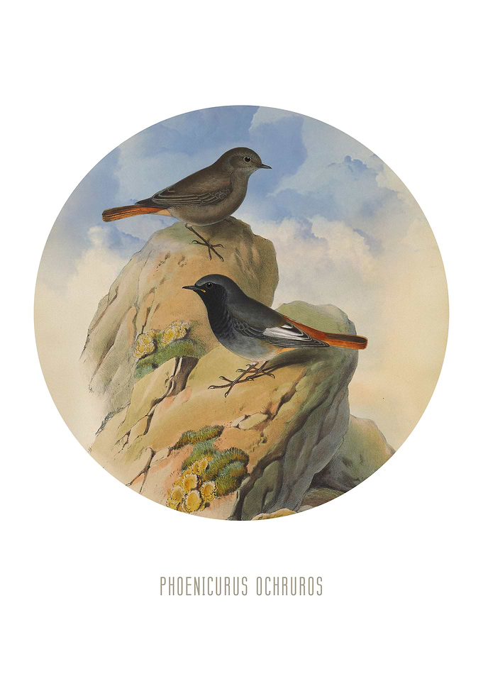 Black redstart Bird Print