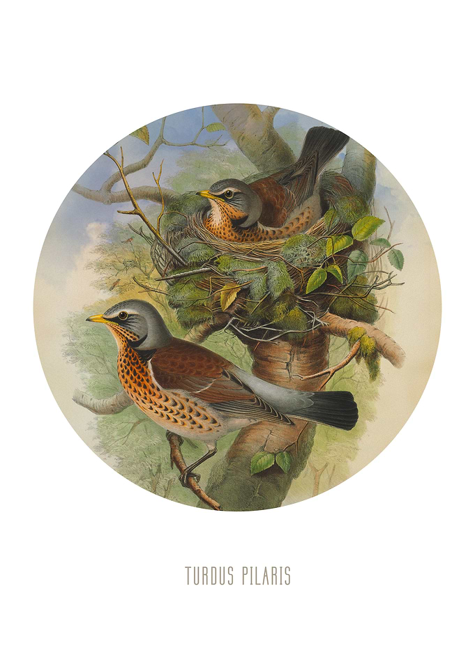 Fieldfare Print