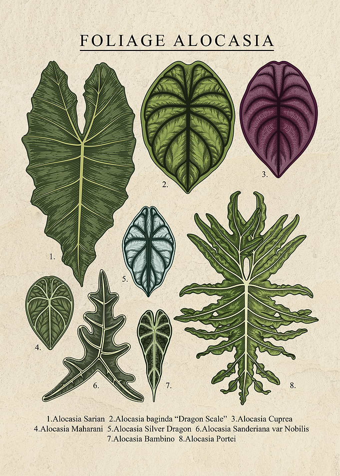 Foliage Alocasia Plant