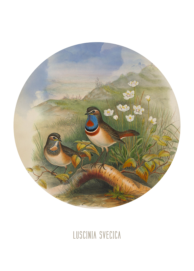 Bluethroat Bird Print