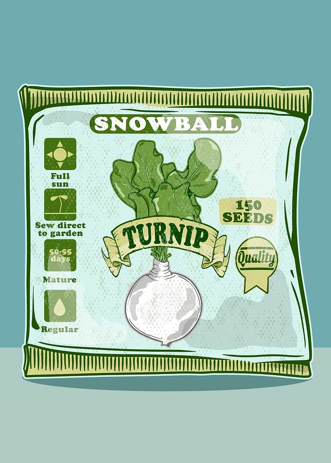 Turnip