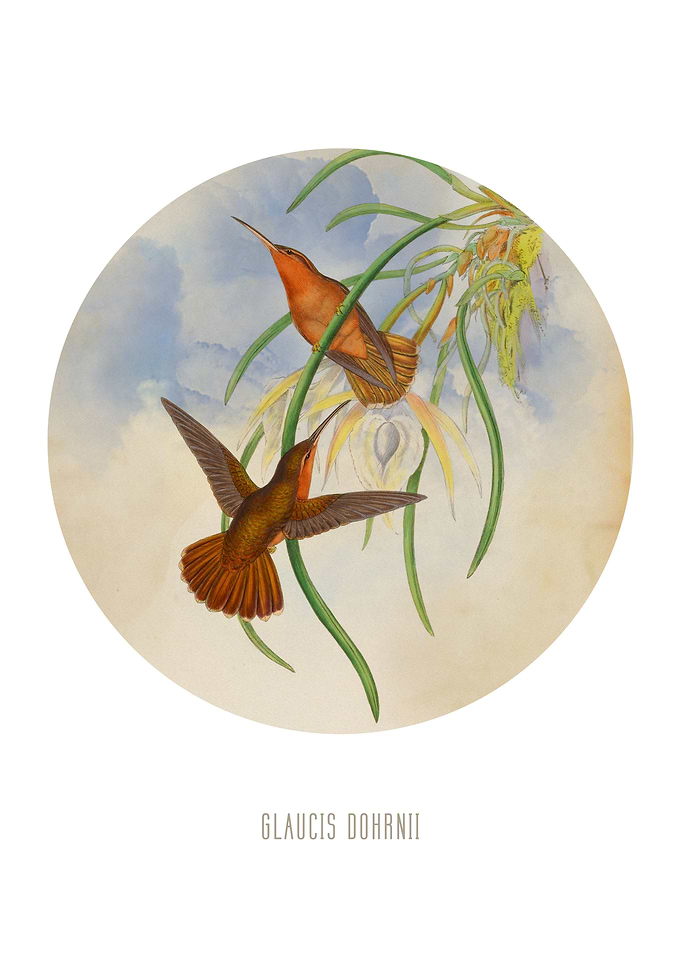 Hookbilled hermit print